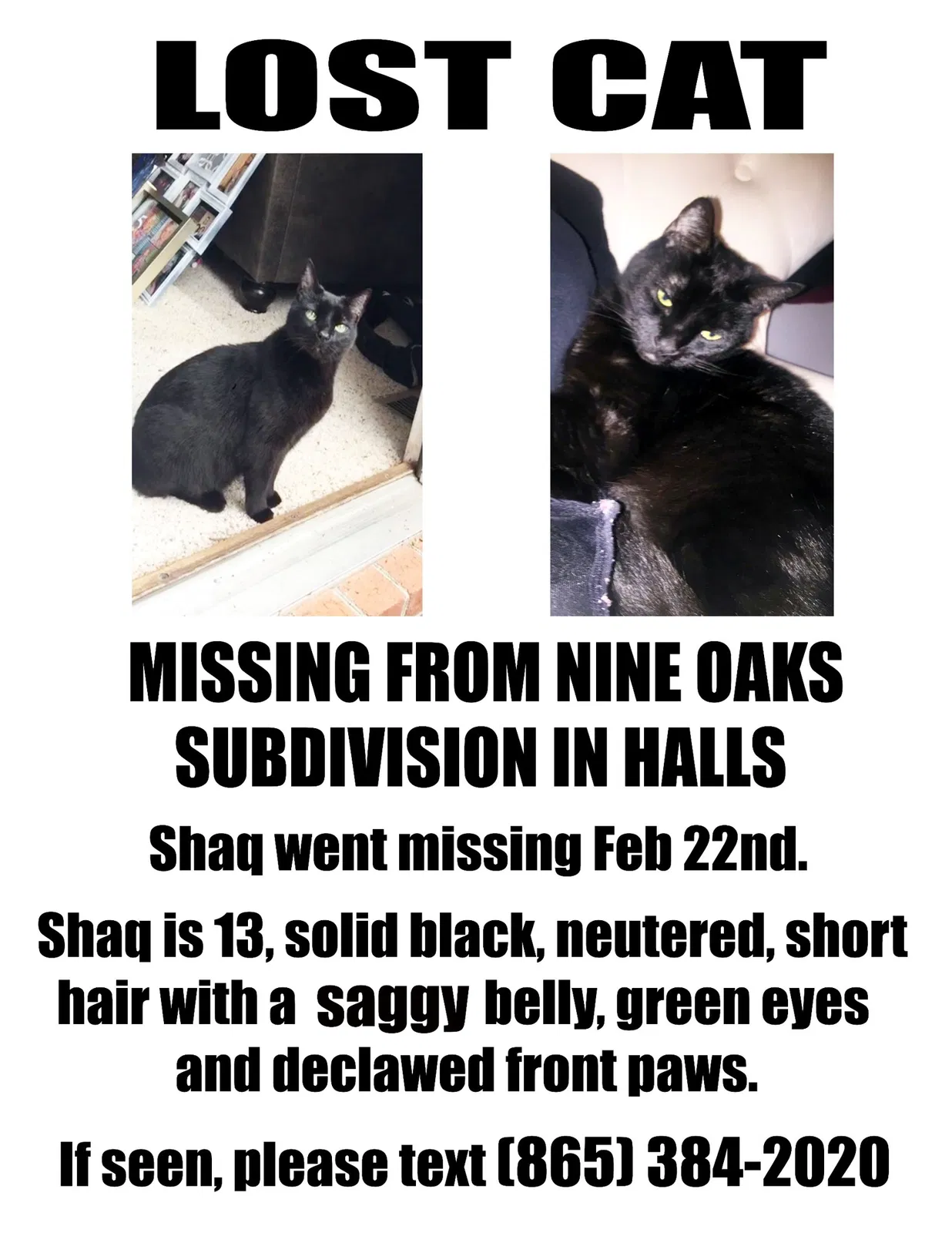 Lost cat in Knoxville, TN, 37938