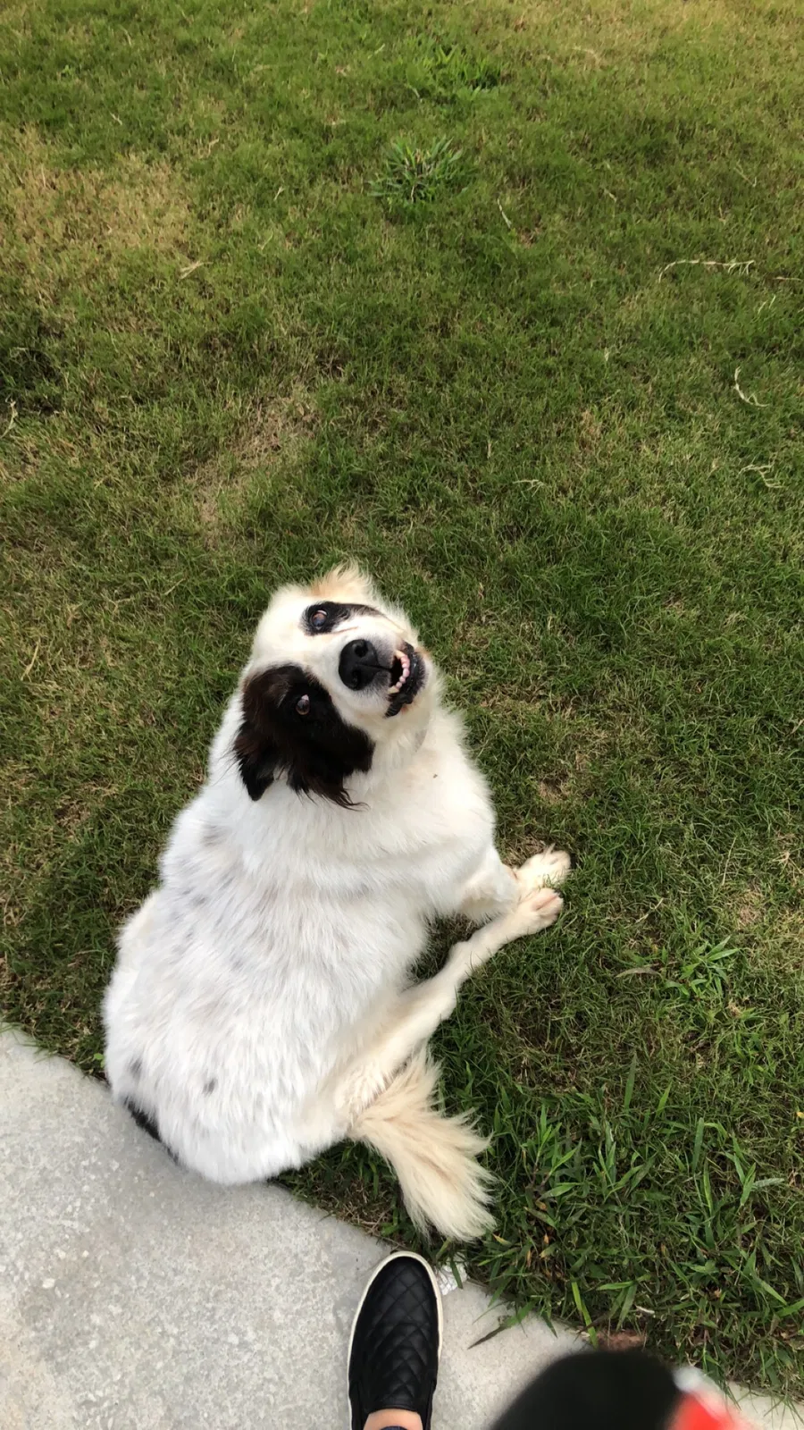 Lost dog in Benton, AR, 72019