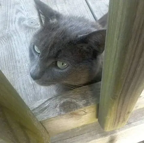 Lost cat in Richmond Hill, GA, 31324