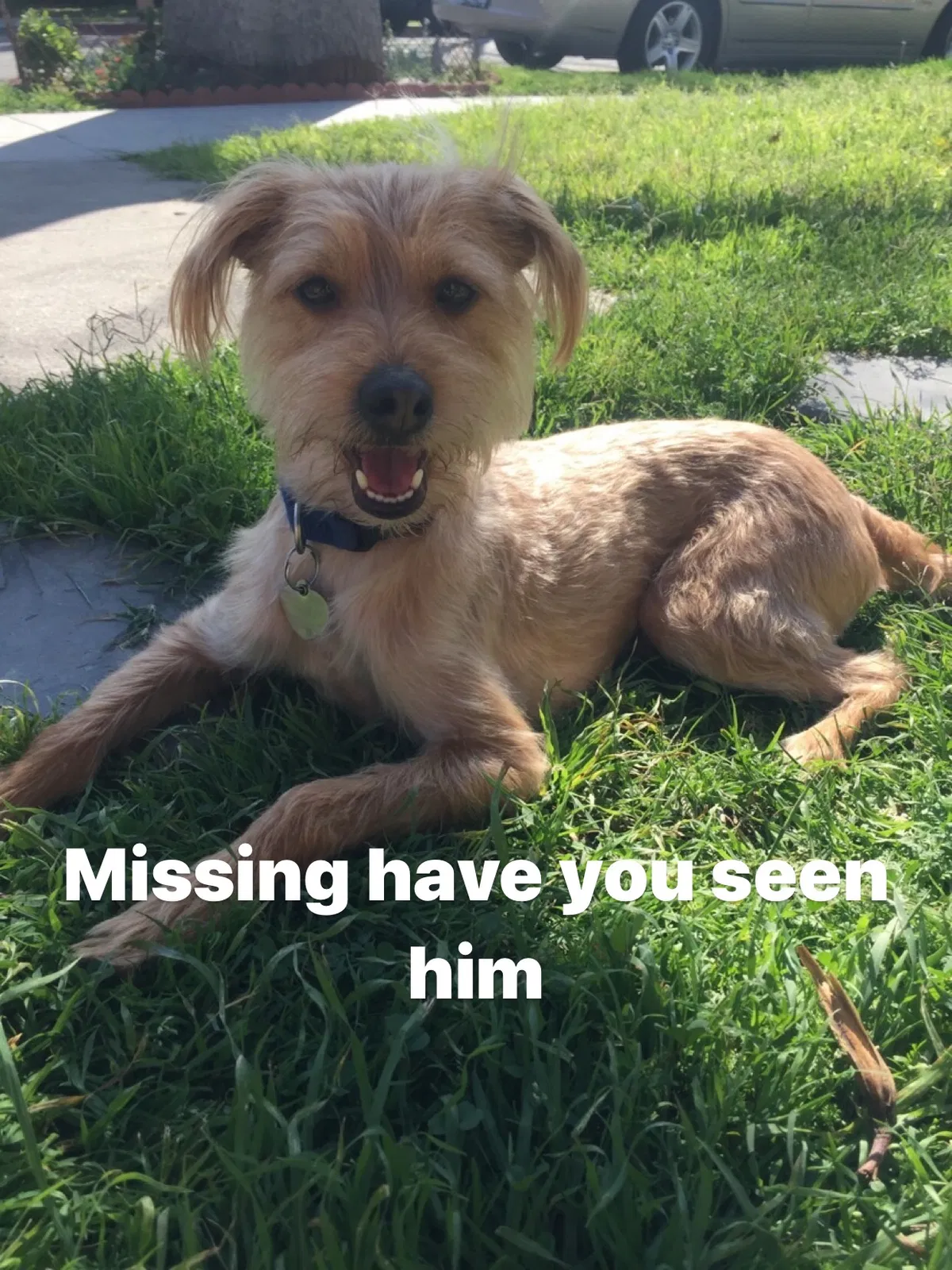 Lost dog in Long Beach, CA, 90813