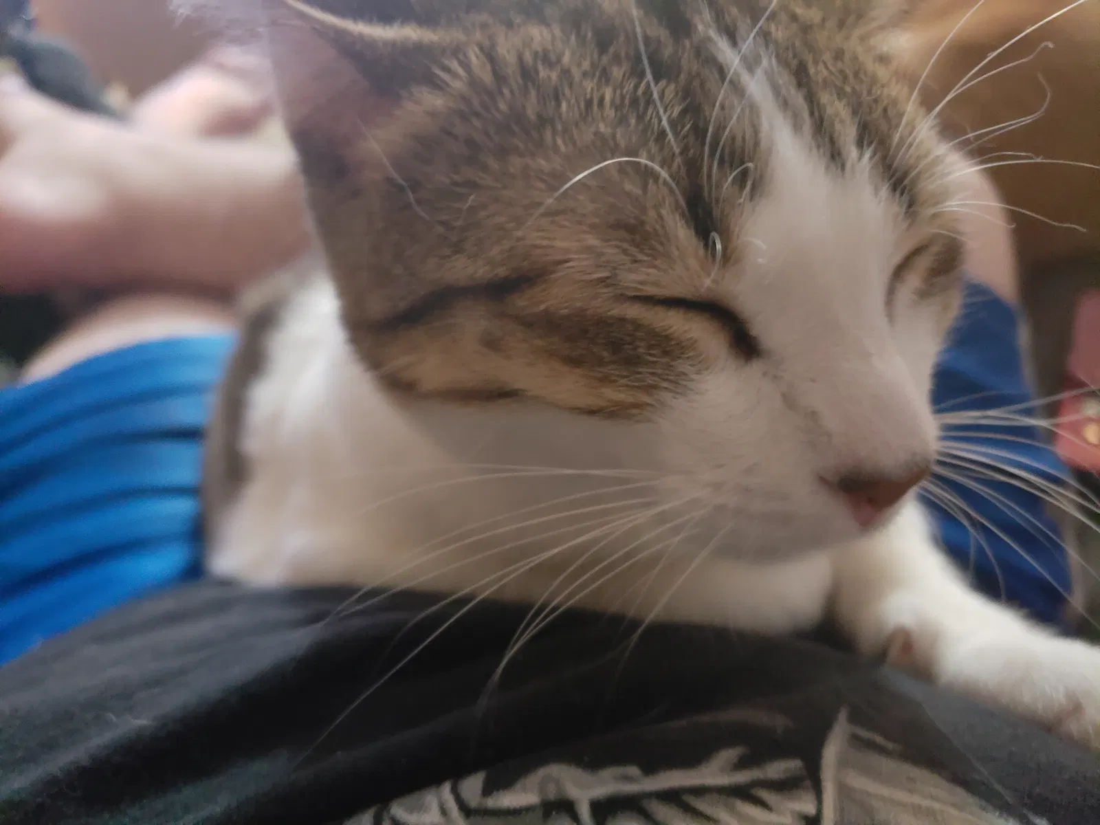 Lost cat in Colorado Springs, CO, 80916