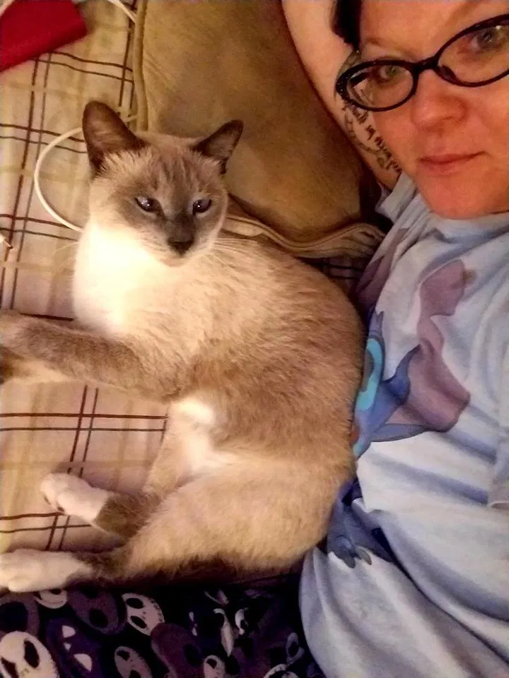Lost cat in West Palm Beach, FL, 33409