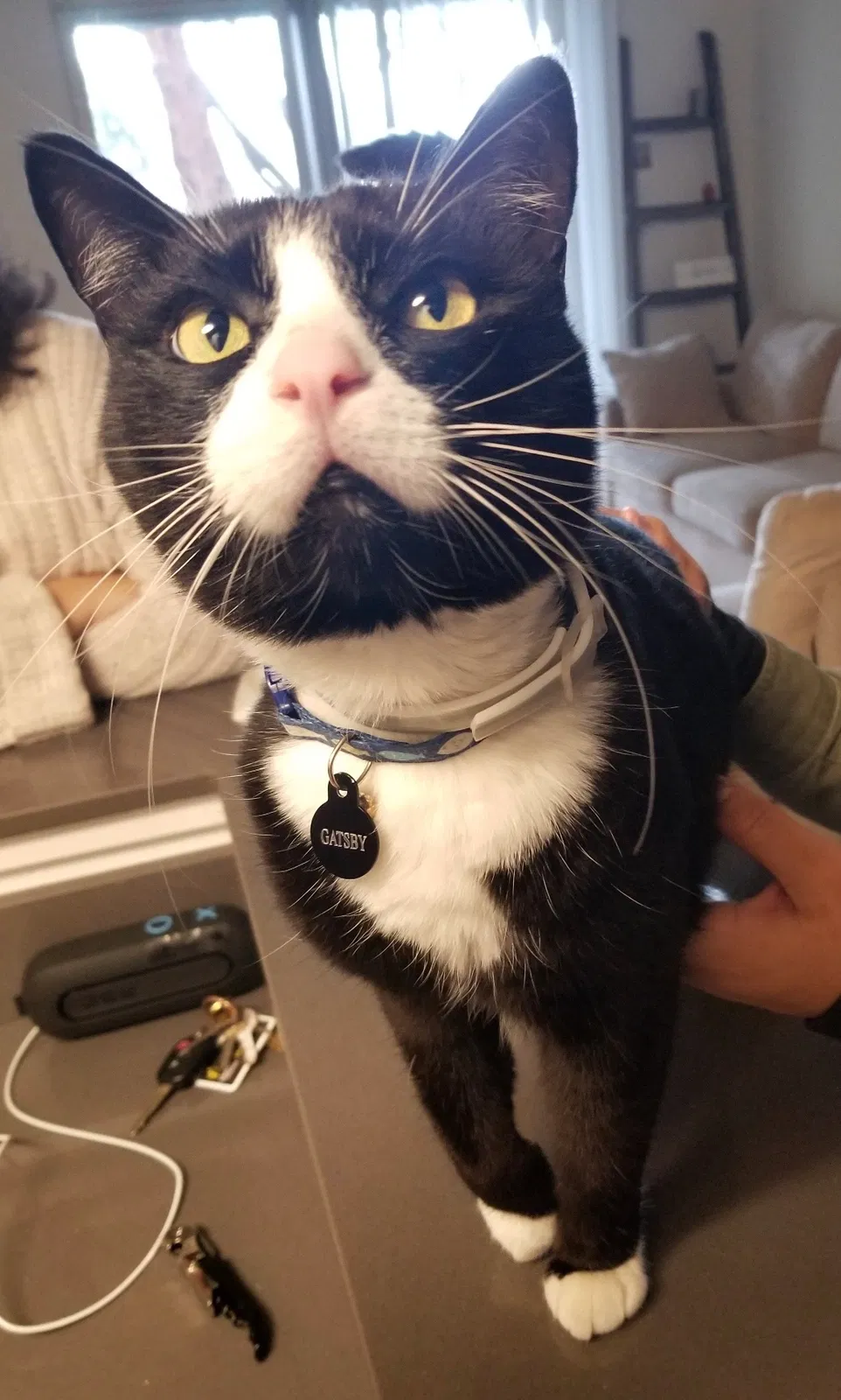 Lost cat in Long Beach, CA, 90815