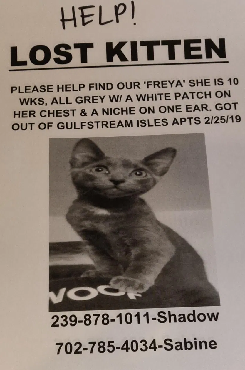 Lost cat in Fort Myers, FL, 33907