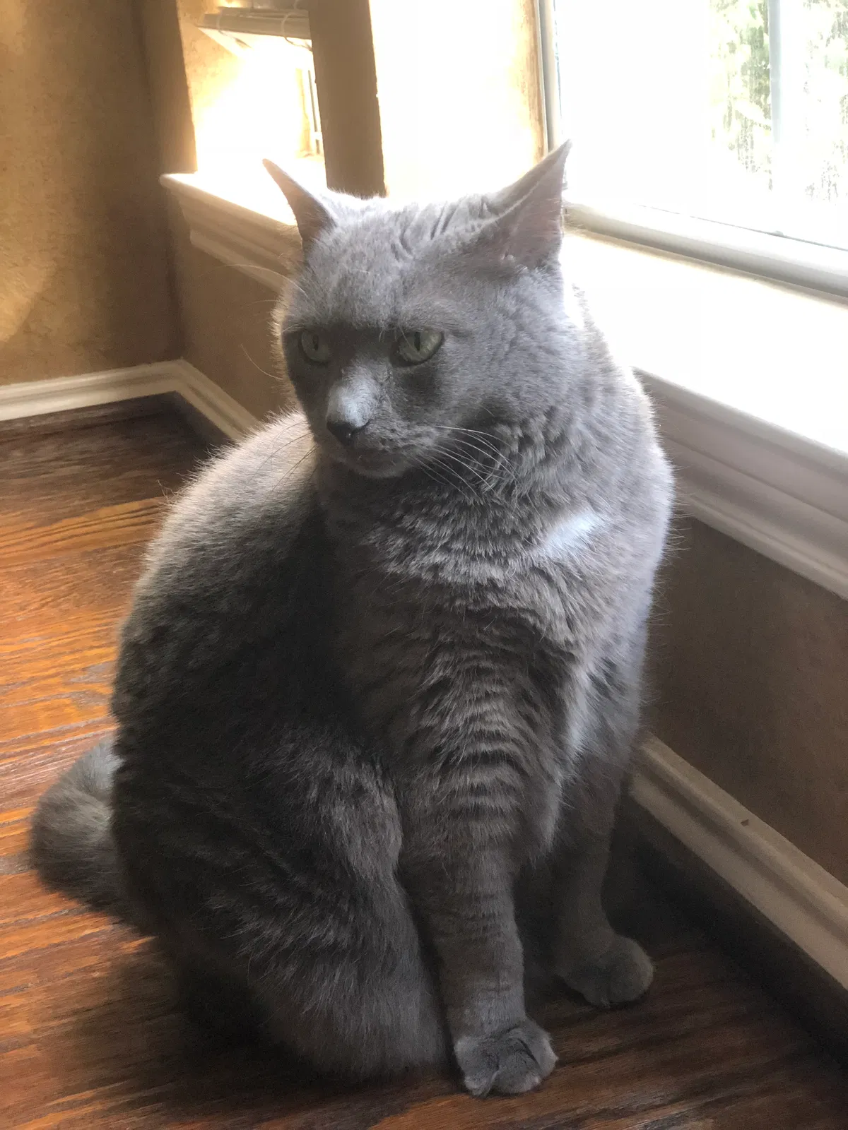 Lost cat in Plano, TX, 75025