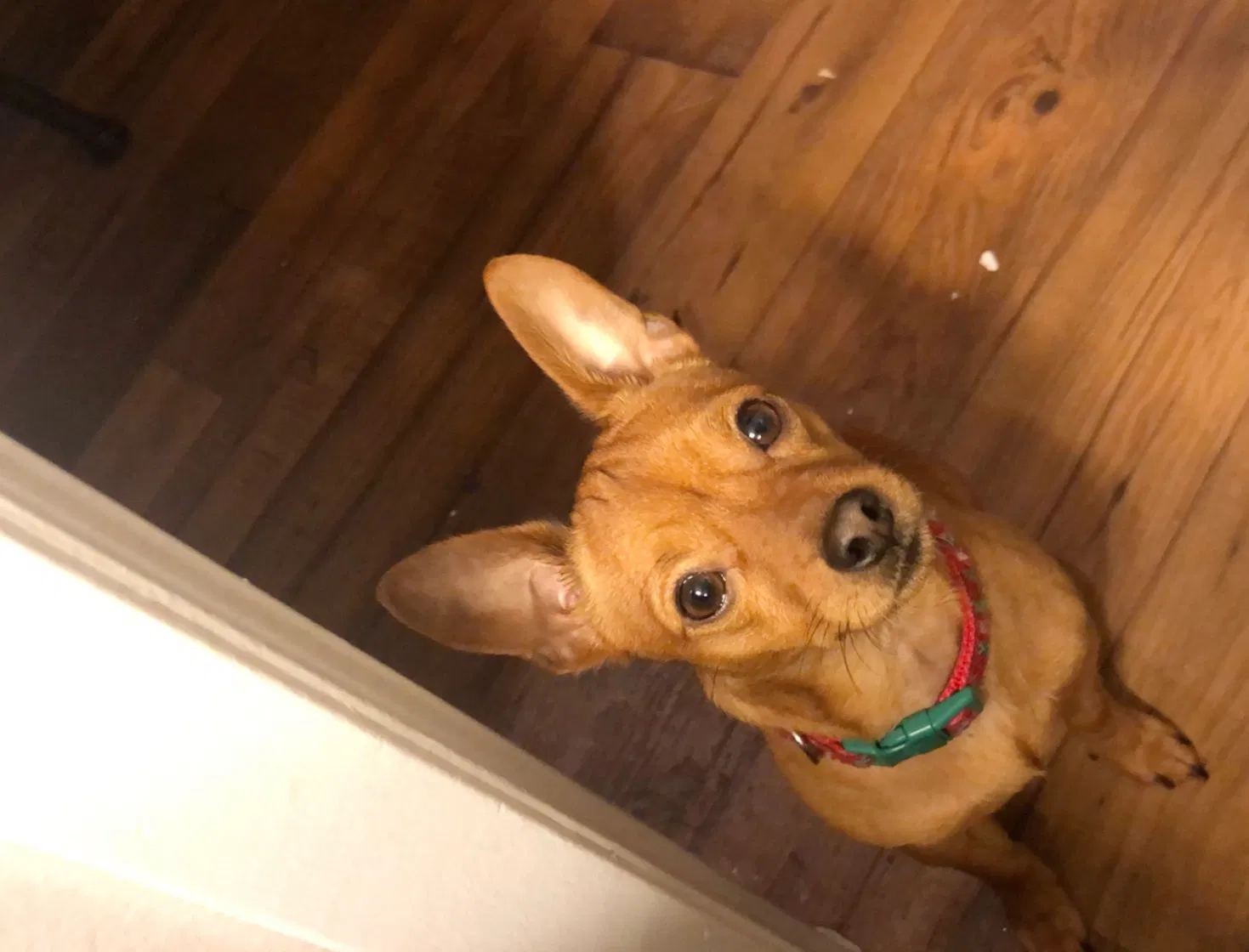Lost dog in Temple, TX, 76504