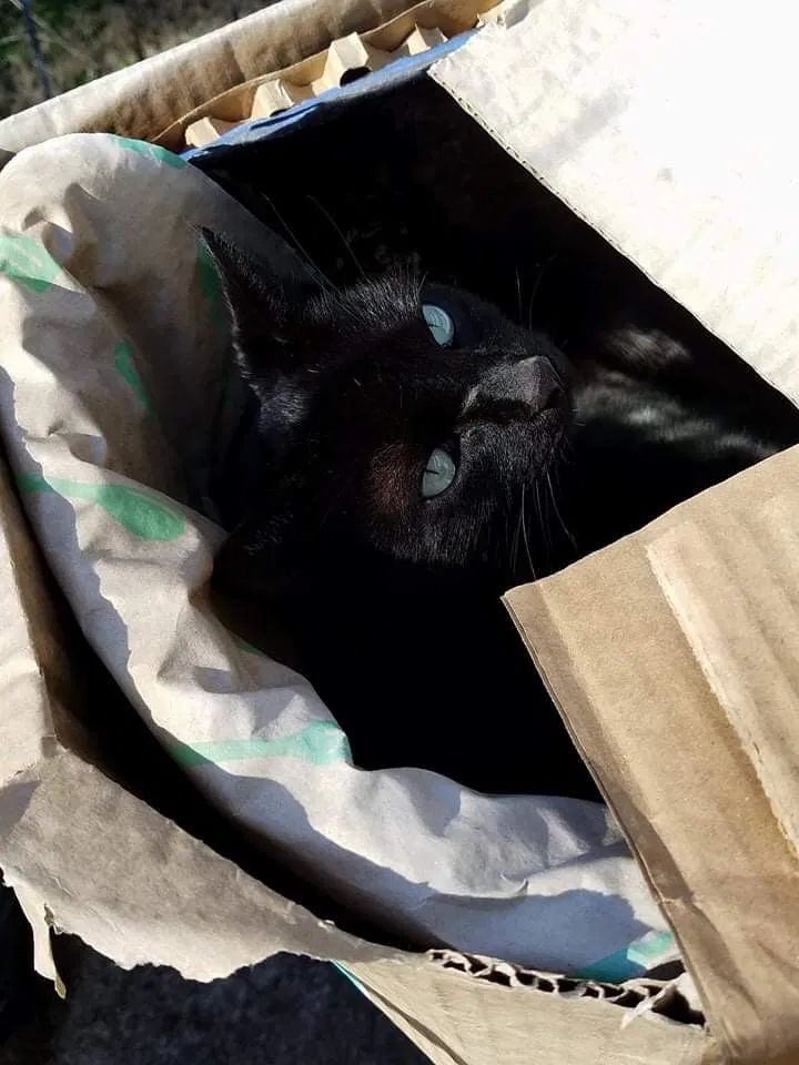 Lost cat in Maryville, TN, 37803