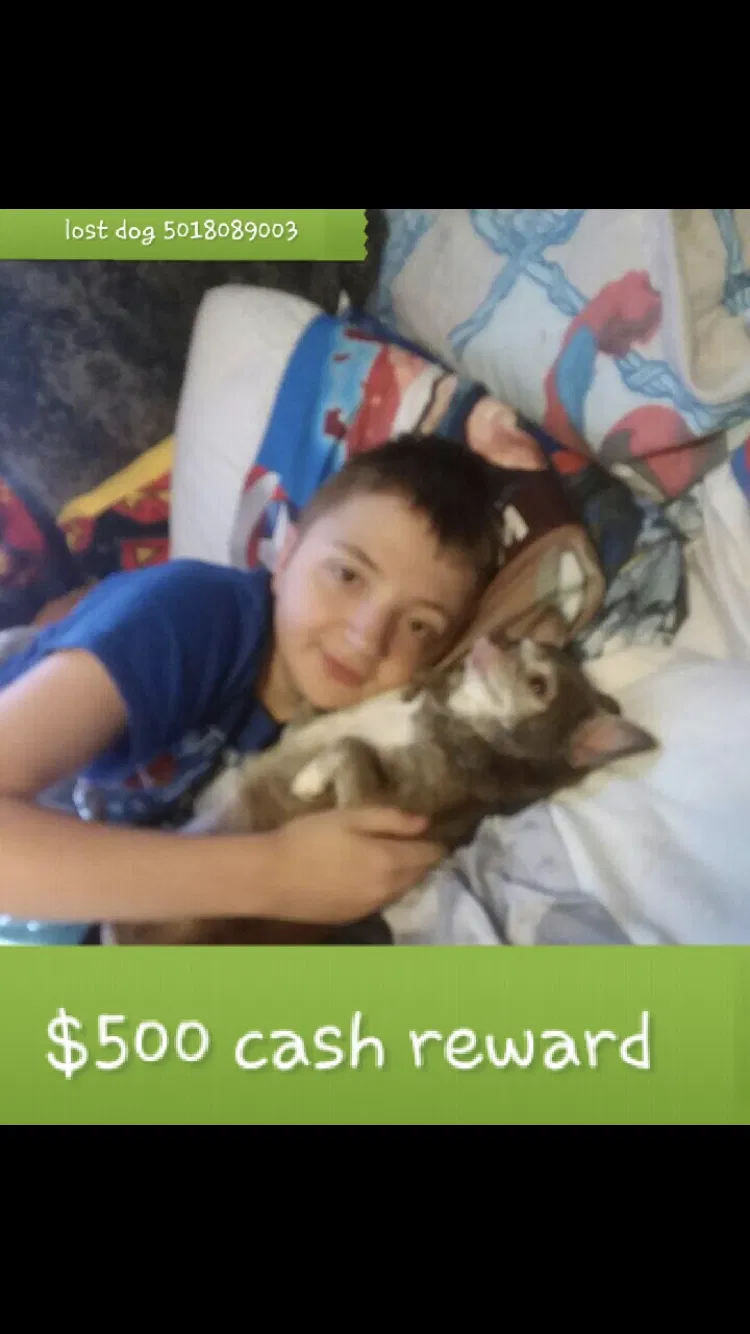 Lost dog in Vilonia, AR, 72173