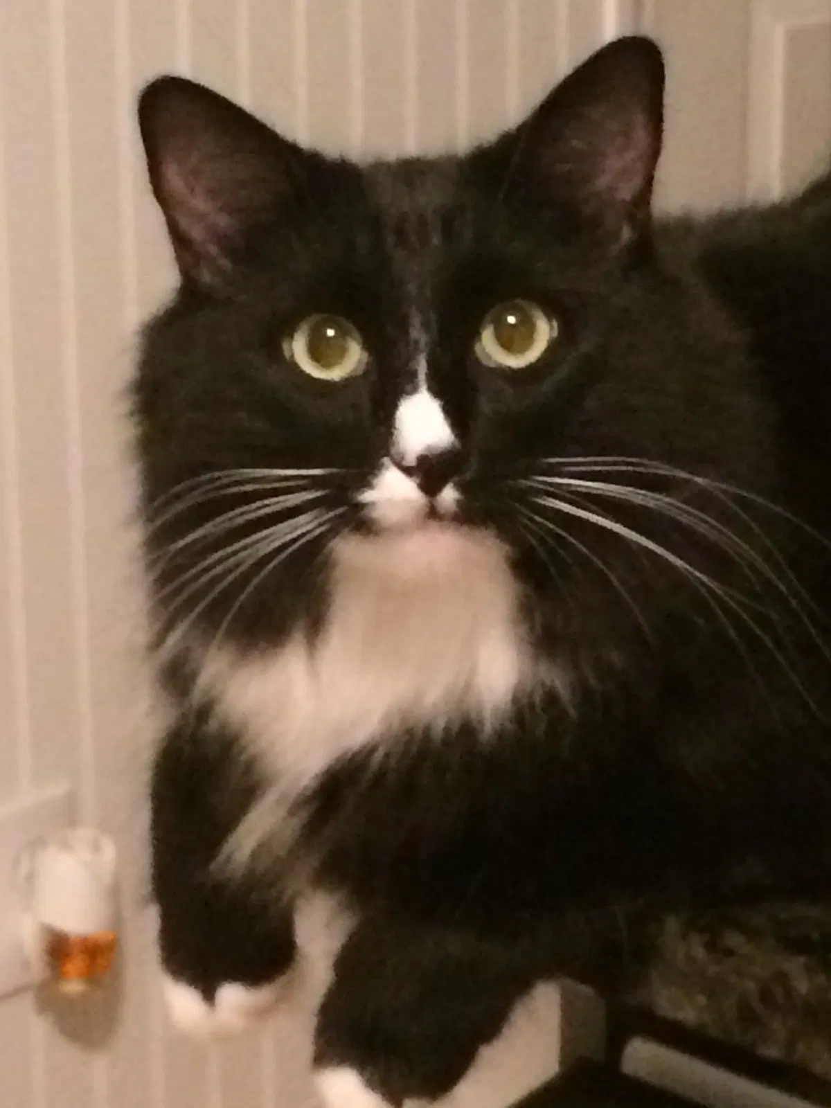 Lost cat in Jefferson, GA, 30549