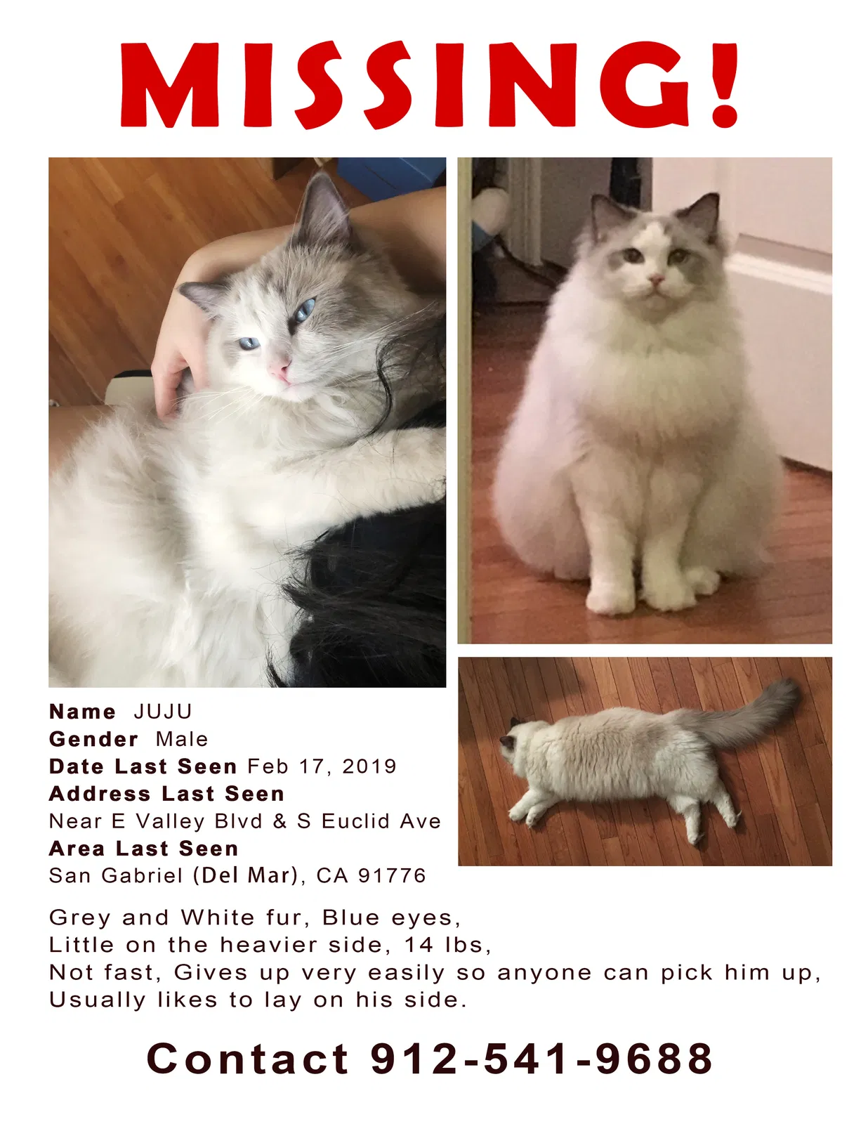 Lost cat in San Gabriel, CA, 91776