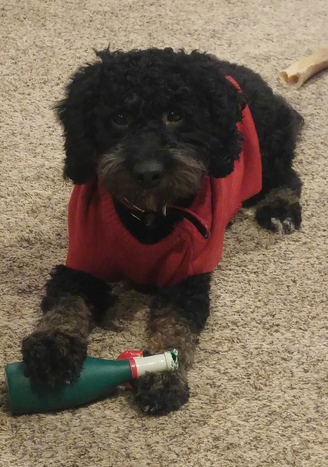 Lost dog in Levittown, PA, 19056