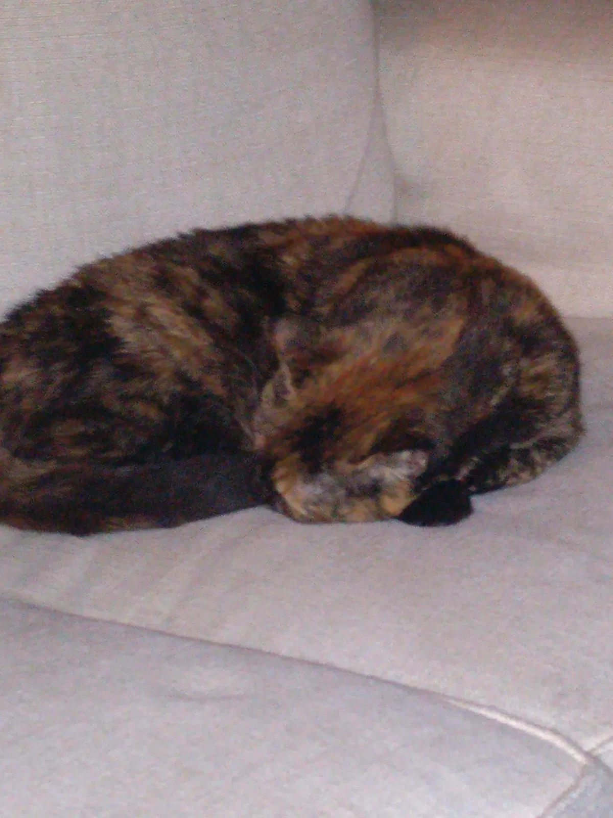 Lost cat in Bradenton, FL, 34202
