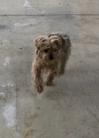 Lost dog in Rialto, CA, 92376