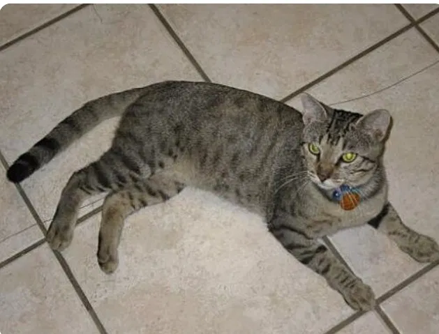 Lost cat in Austin, TX, 78753