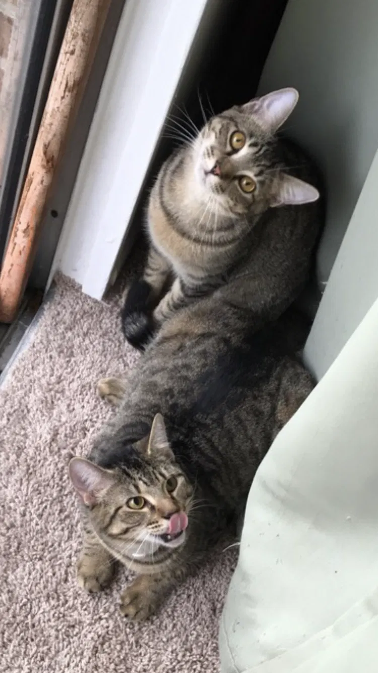 Lost cat in Orange City, FL, 32763