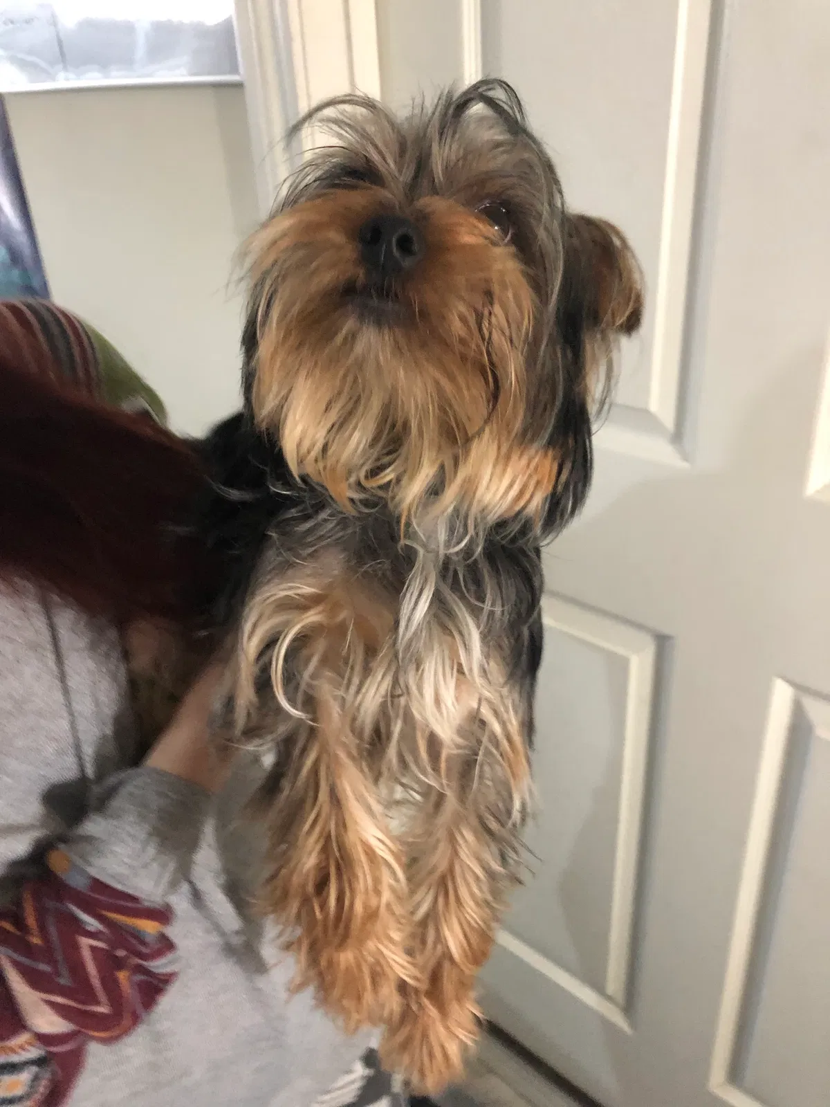 Found dog in Katy, TX, 77449