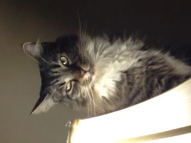 Lost cat in Knoxville, TN, 37922