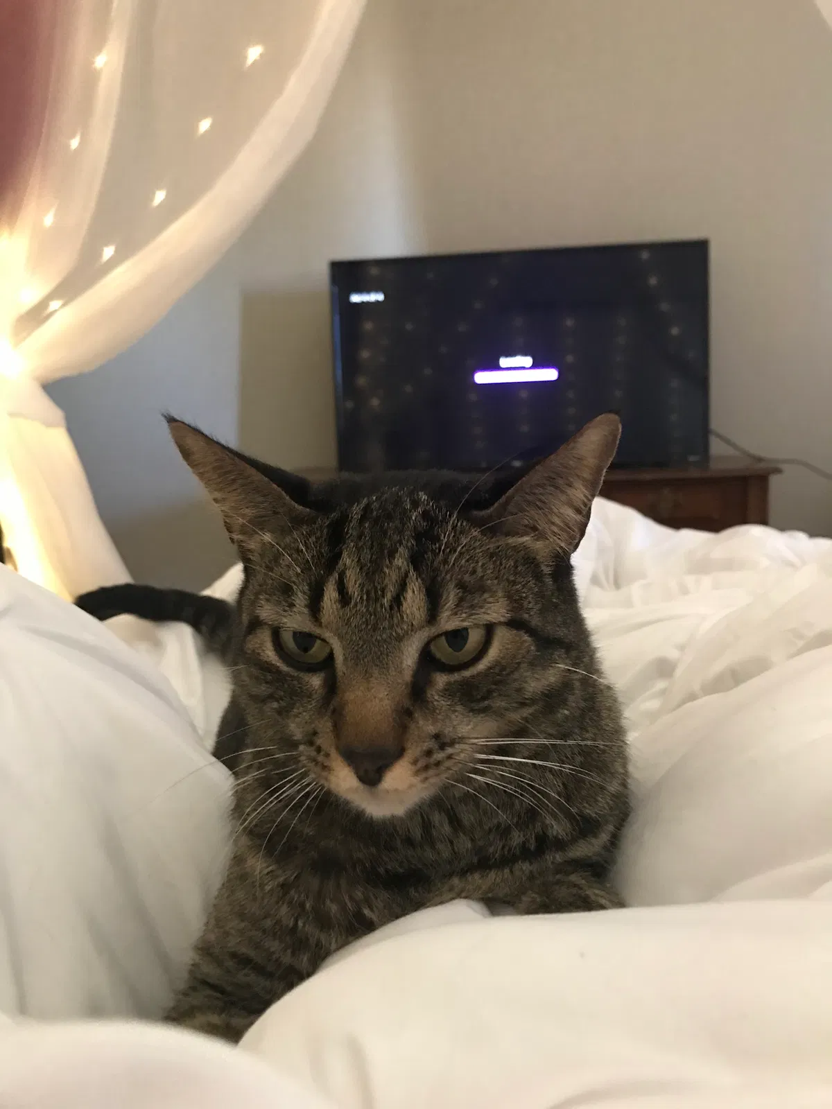 Lost cat in Albuquerque, NM, 87111