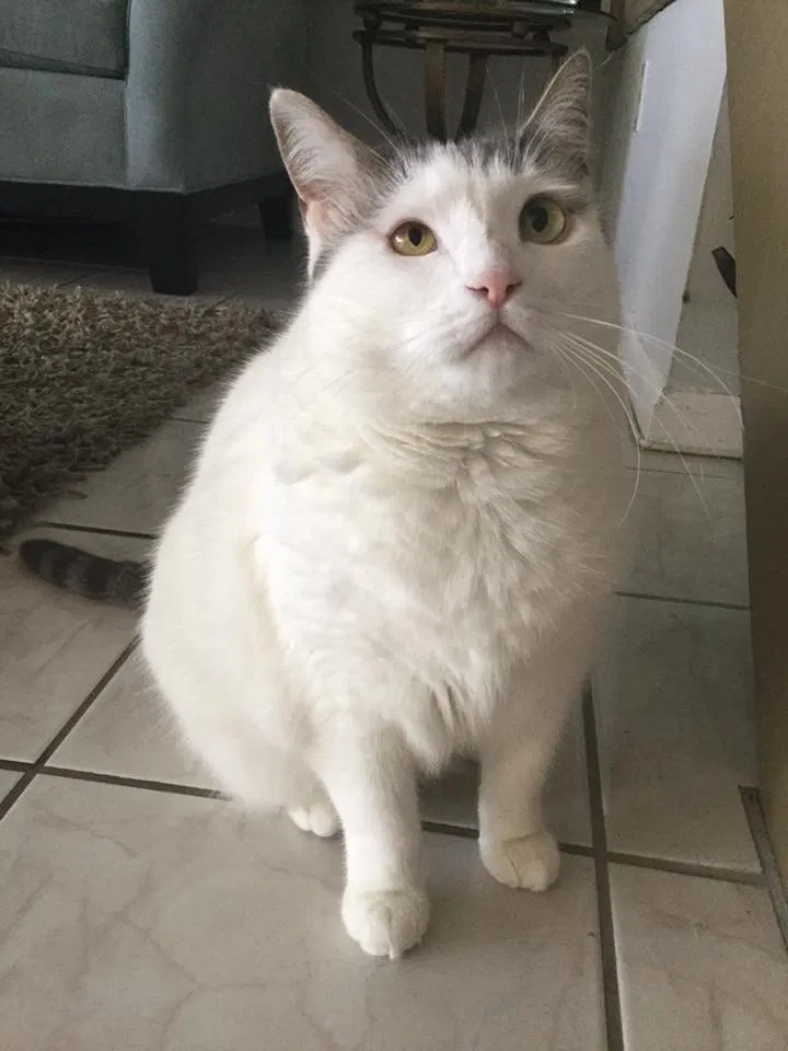 Lost cat in Miami, FL, 33172