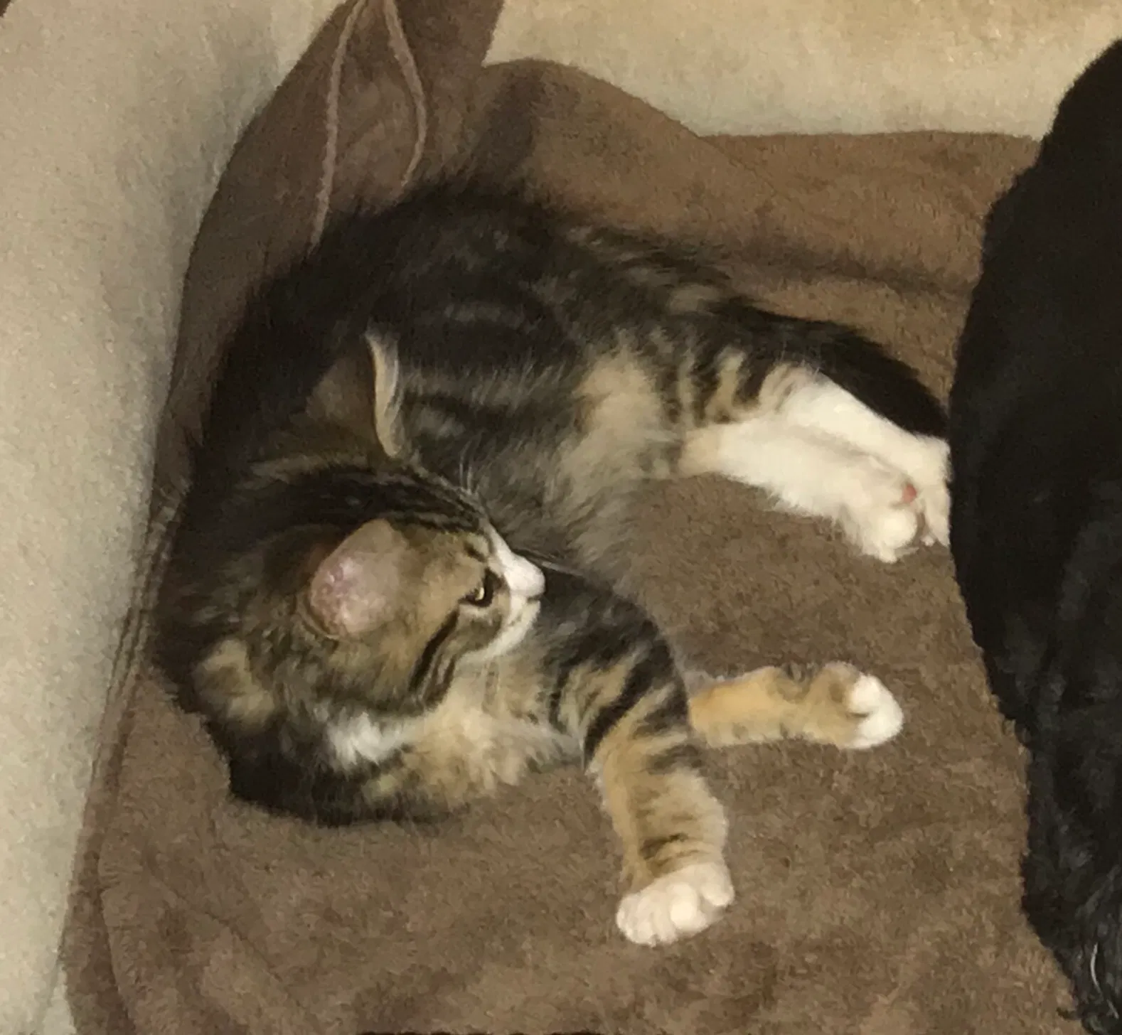 Lost cat in Little Rock, AR, 72223