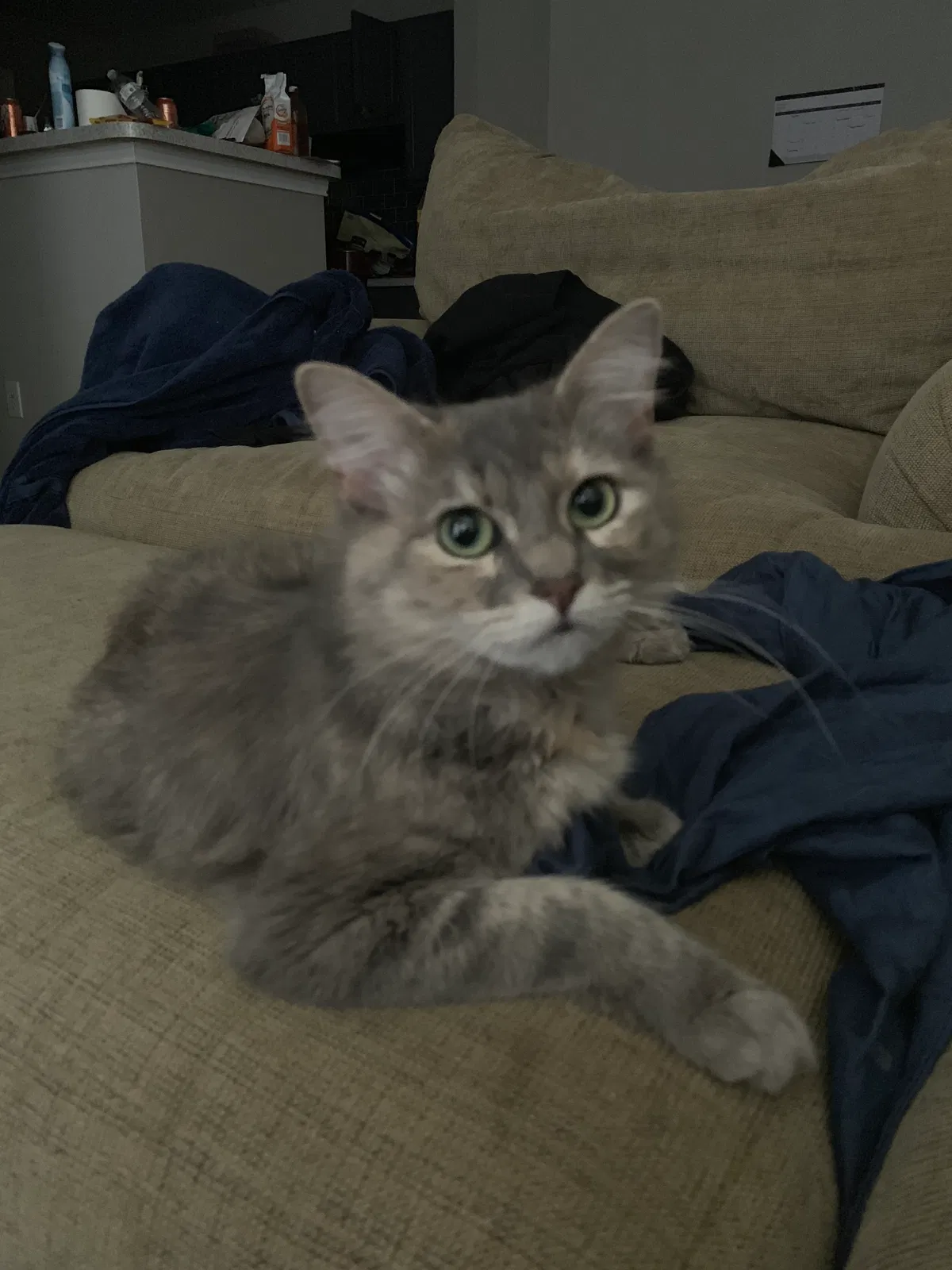 Lost cat in Matthews, NC, 28105