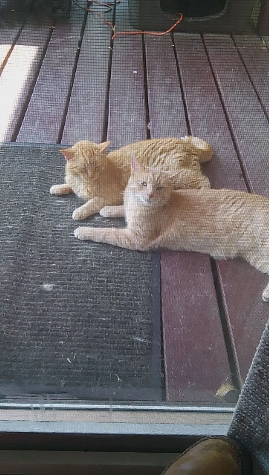 Lost cat in Belleville, IL, 62220