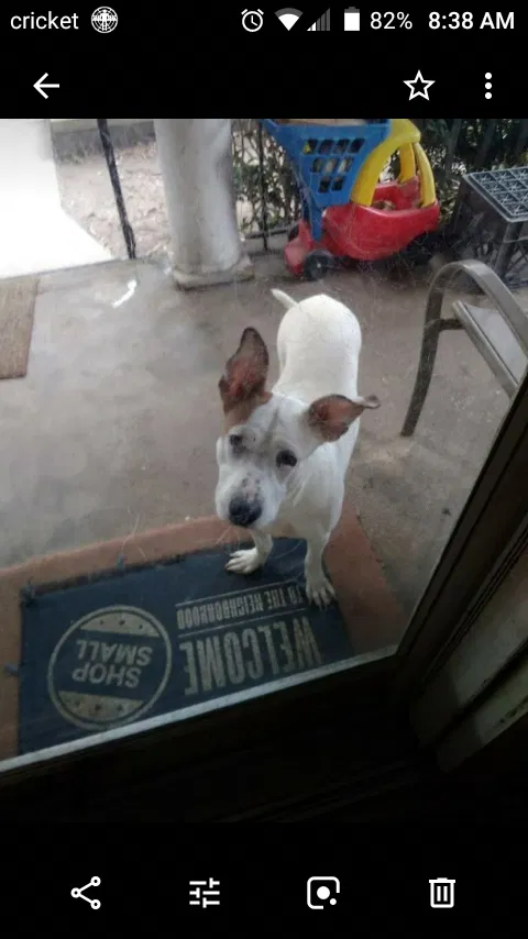Lost dog in Brentwood, MD, 20722