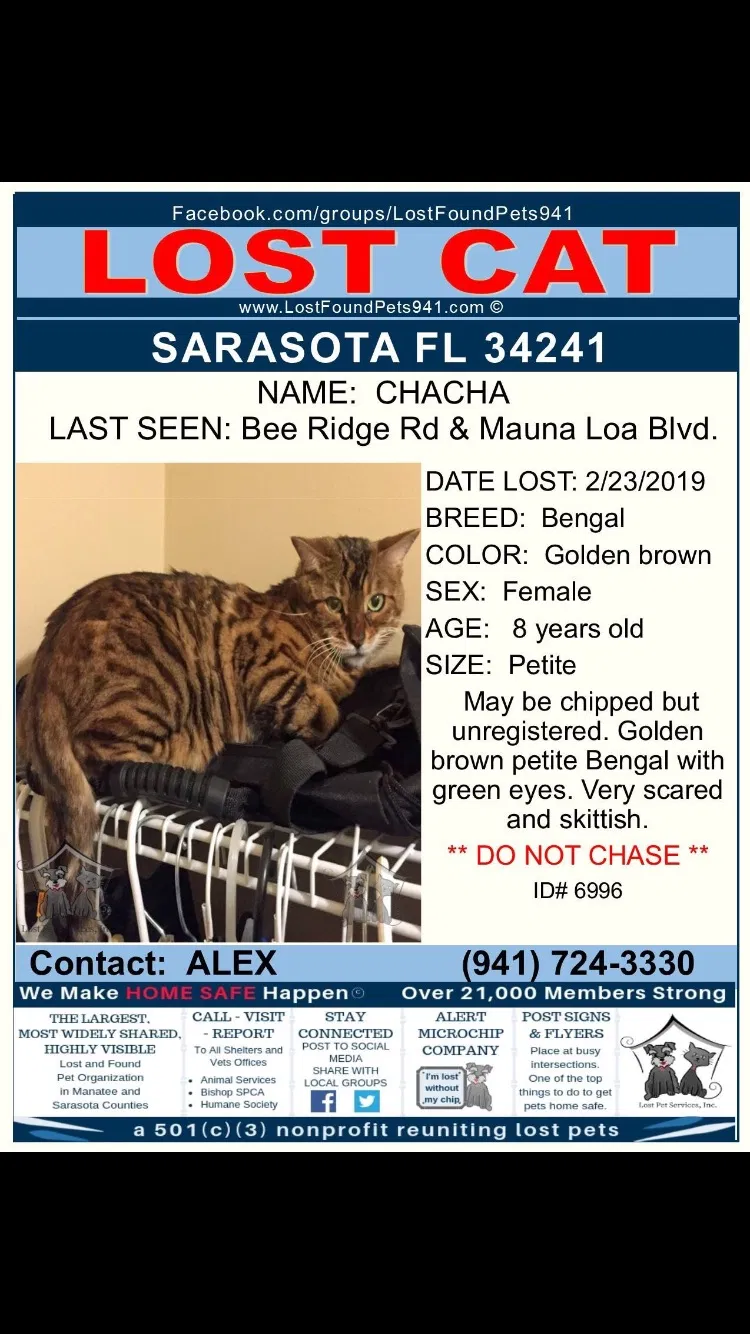 Lost cat in Sarasota, FL, 34241