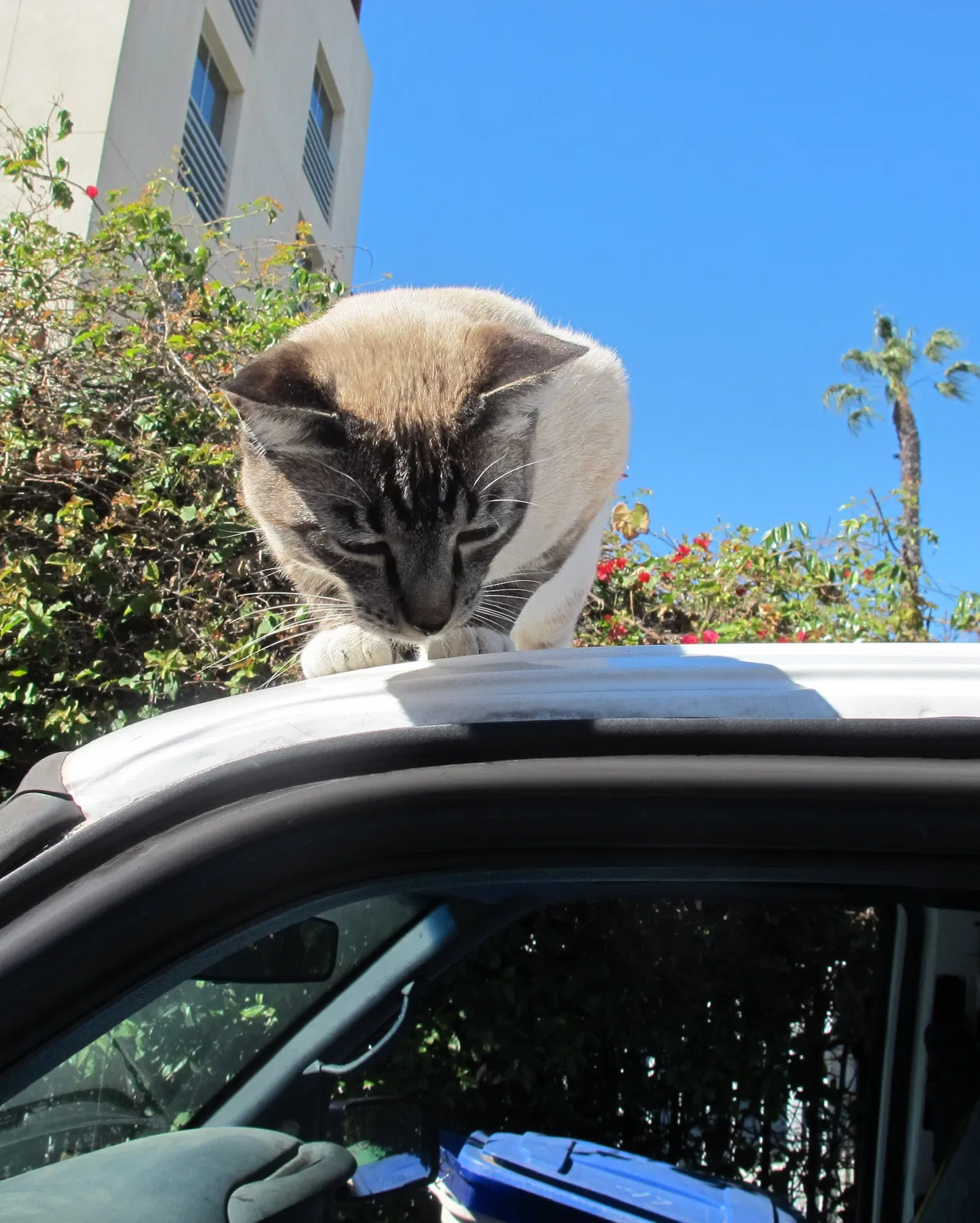 Lost cat in Santa Monica, CA, 90401