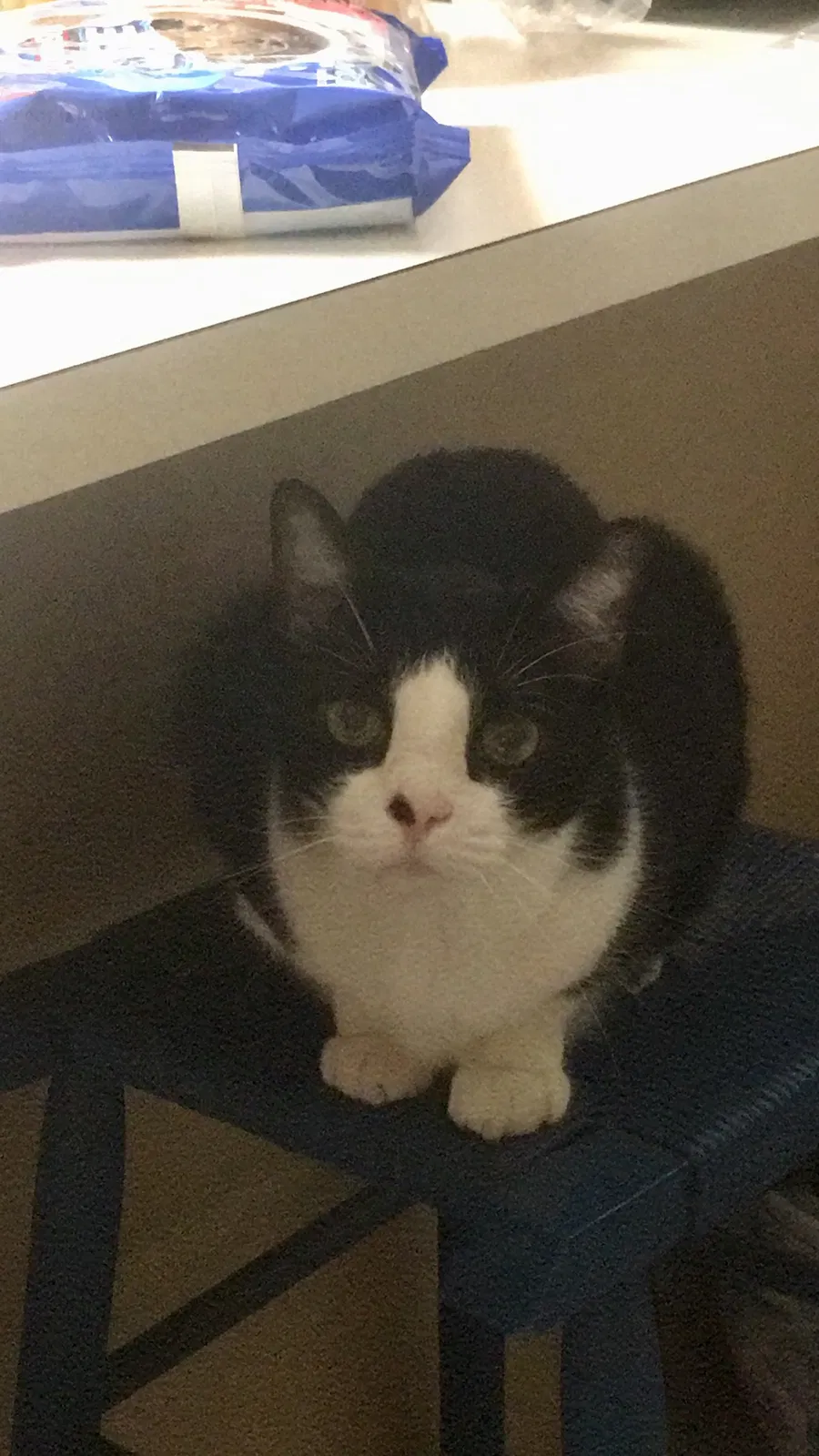 Lost cat in Valrico, FL, 33594