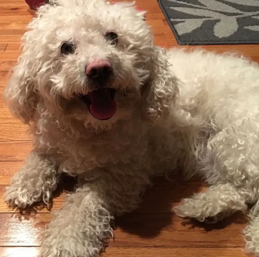 Lost dog in Linden, NJ, 7036