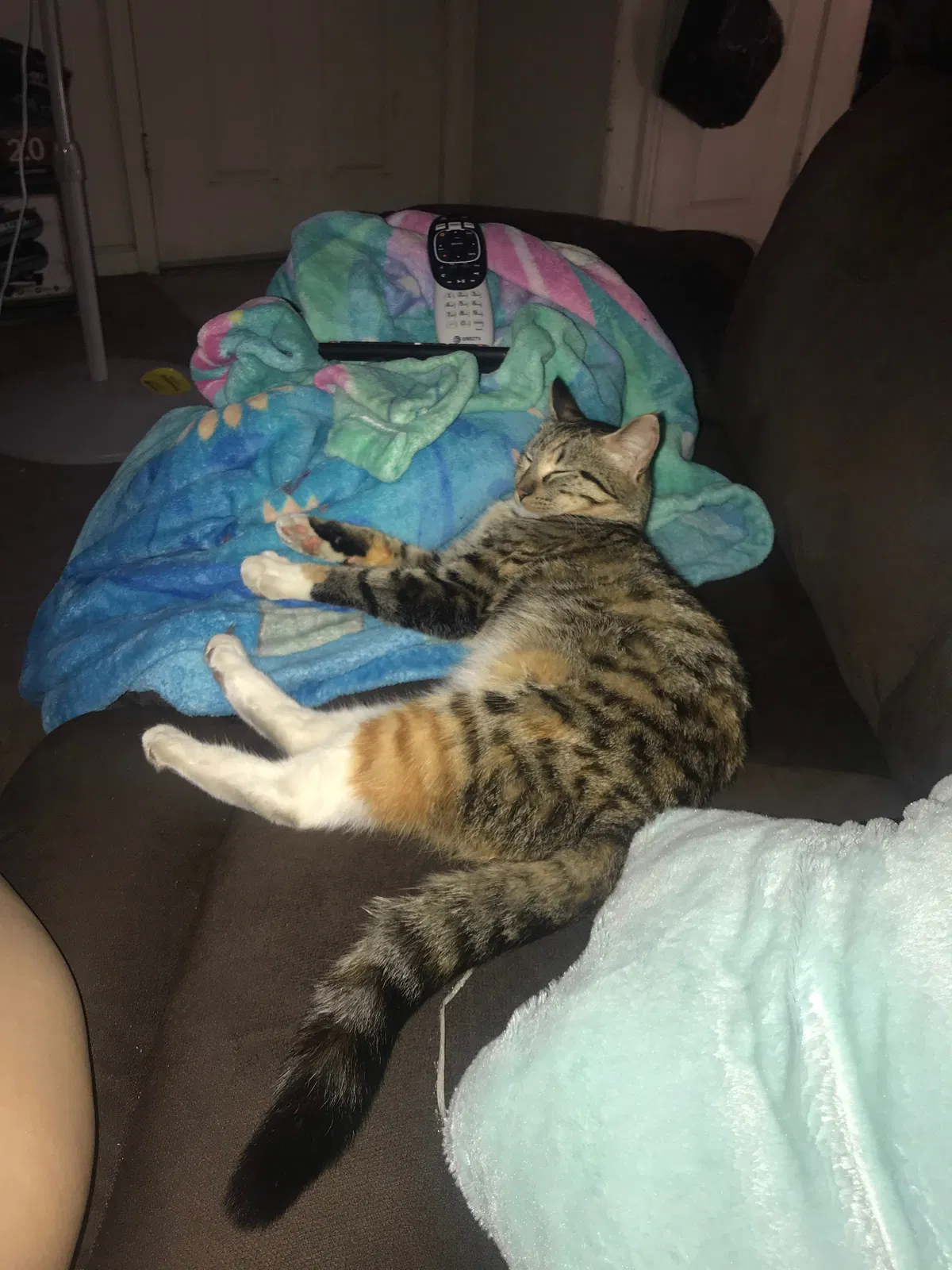 Lost cat in Santa Rosa, CA, 95401