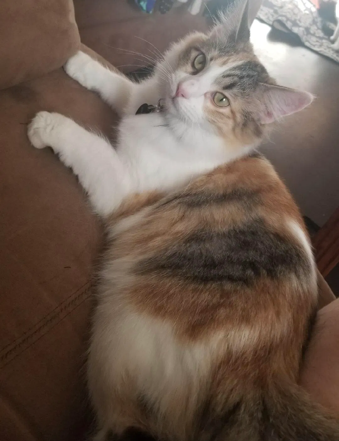 Lost cat in Belton, TX, 76513
