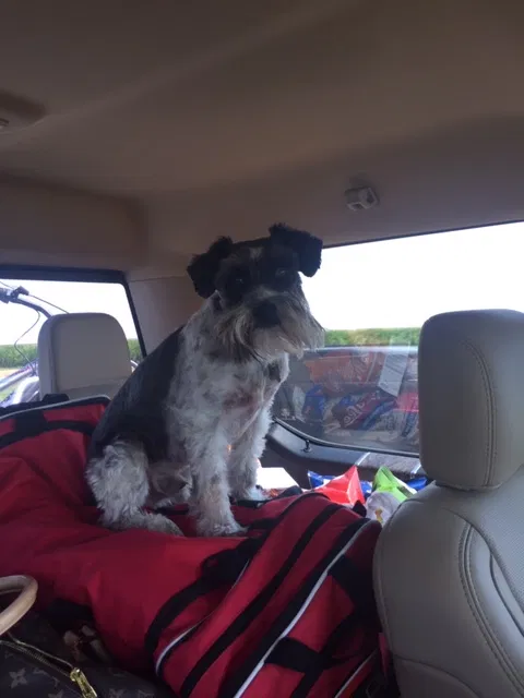 Lost dog in Amarillo, TX, 79119