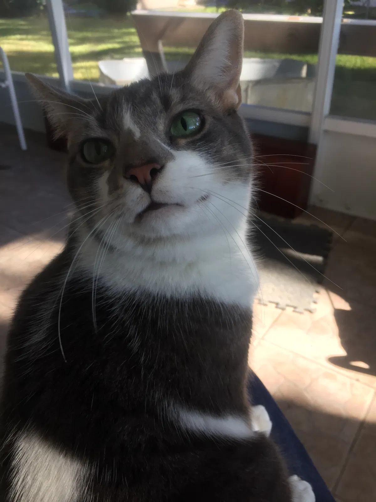 Lost cat in New Port Richey, FL, 34652