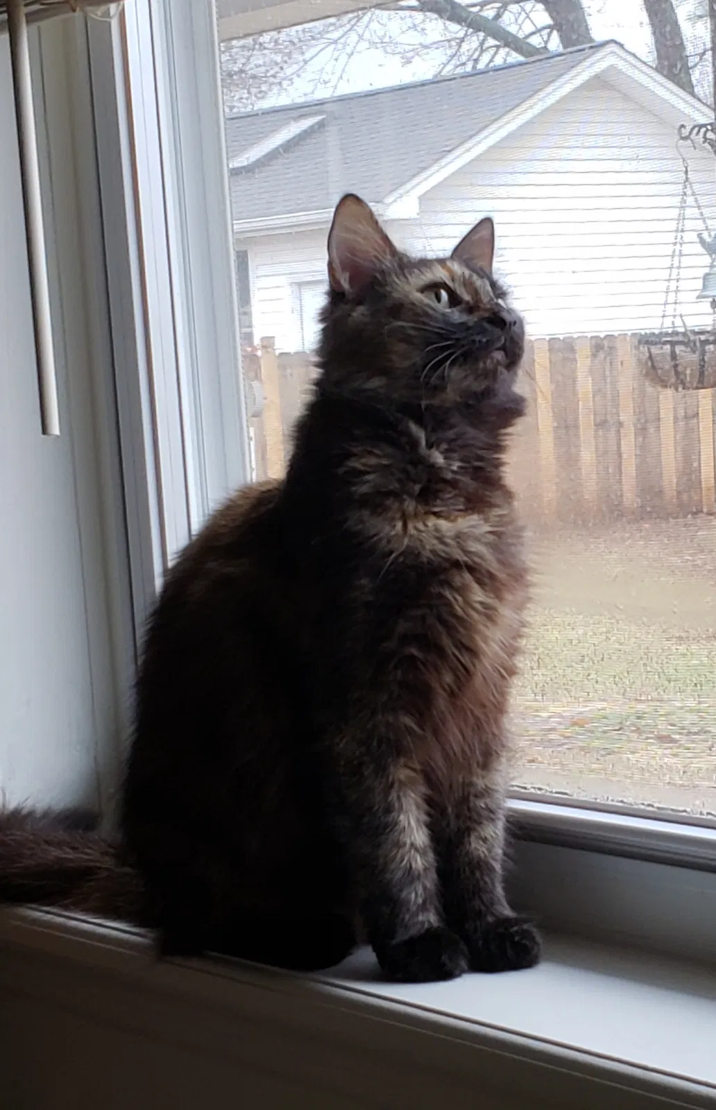 Lost cat in Saint Peters, MO, 63376