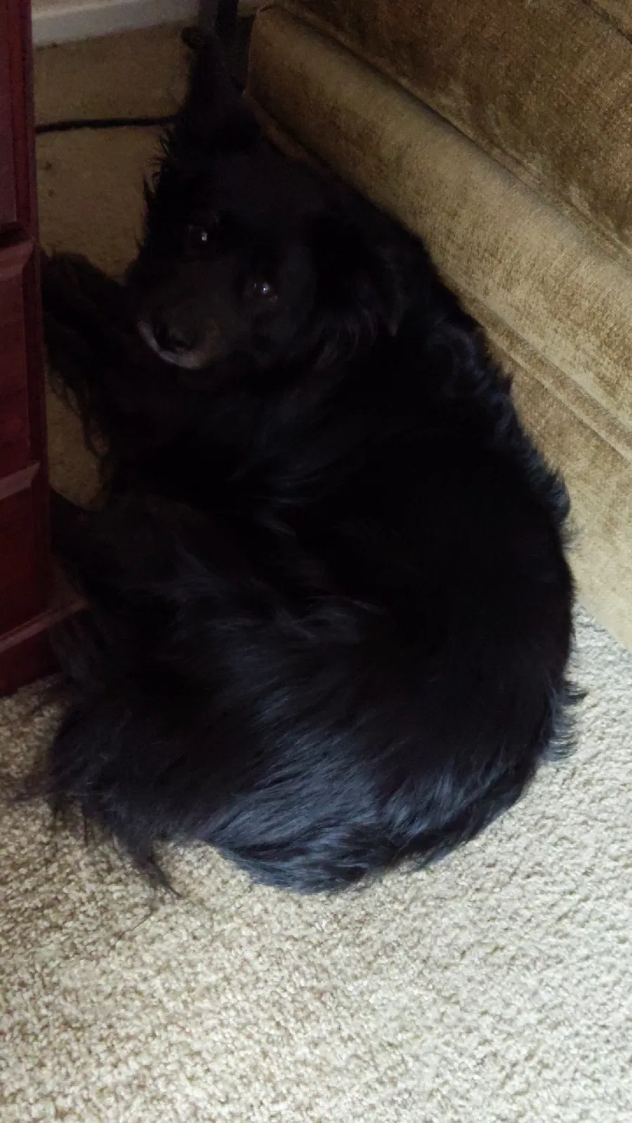 Lost dog in Baytown, TX, 77521