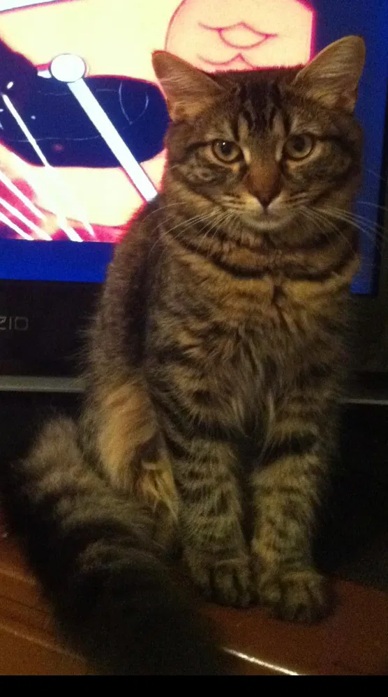 Lost cat in Cleburne, TX, 76033