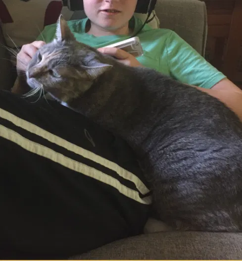Lost cat in Milwaukee, WI, 53222
