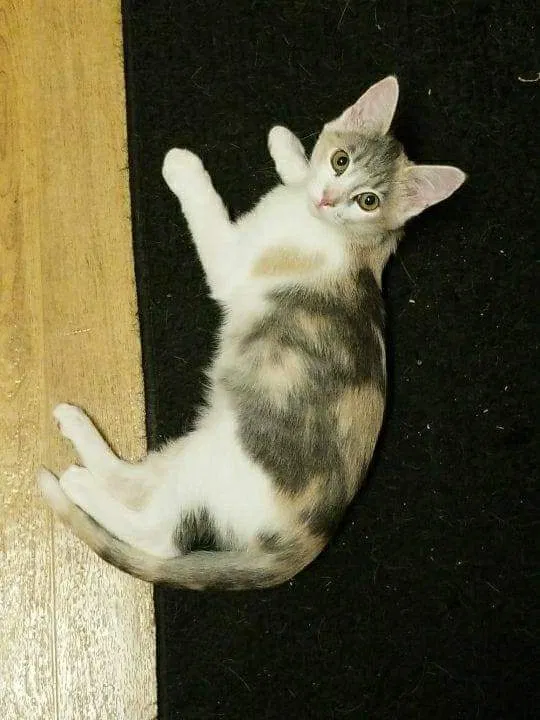 Lost cat in Moreno Valley, CA, 92555