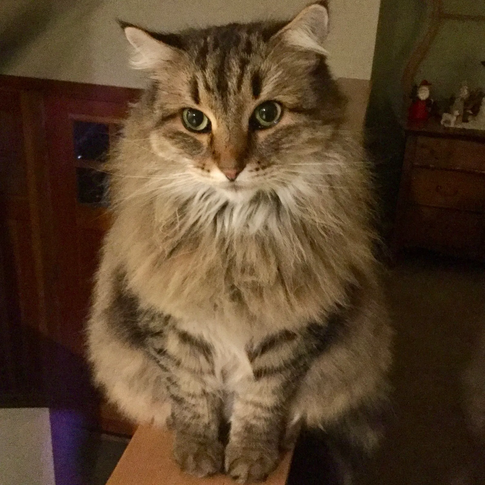 Lost cat in Portland, OR, 97225