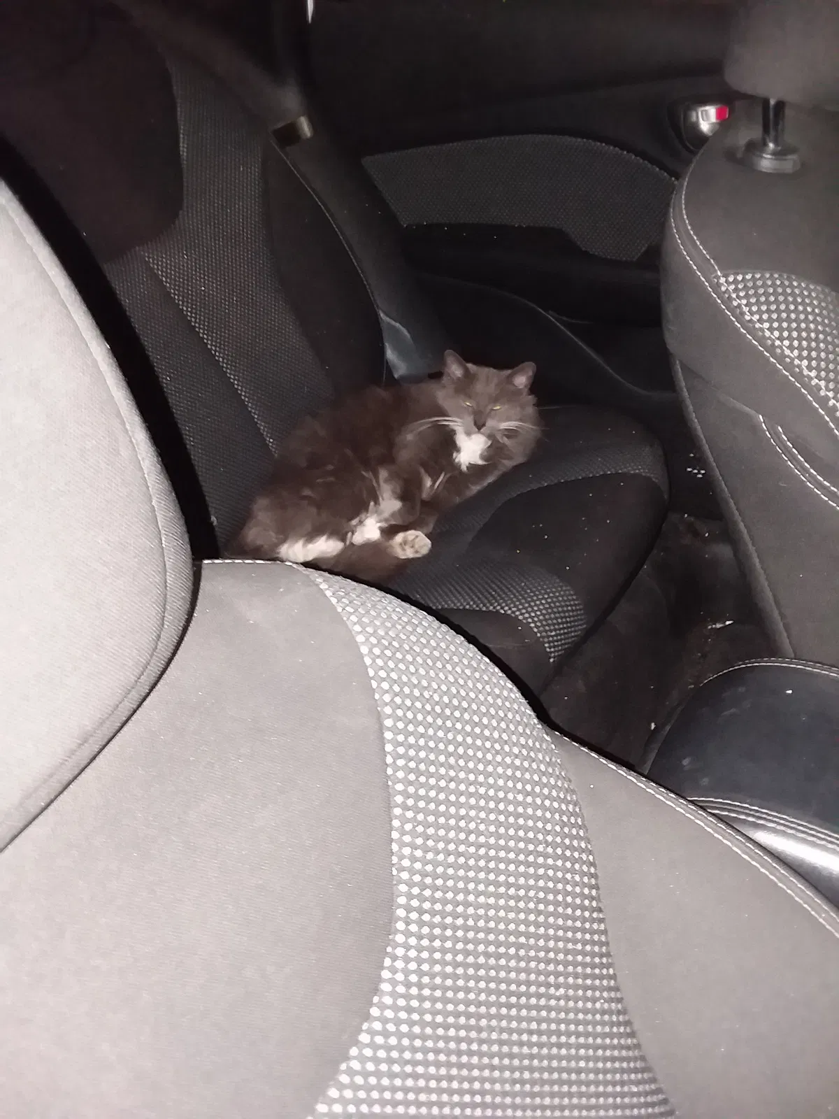 Lost cat in Queen Creek, AZ, 85142