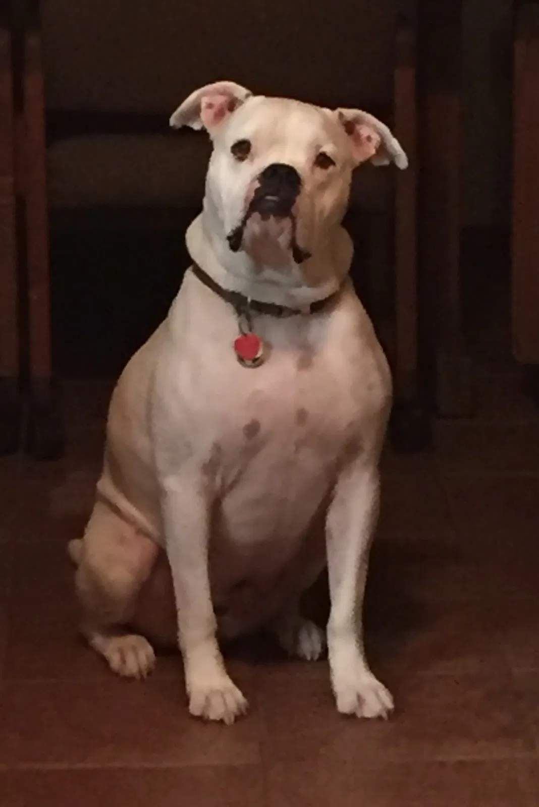 Lost dog in West Fork, AR, 72774