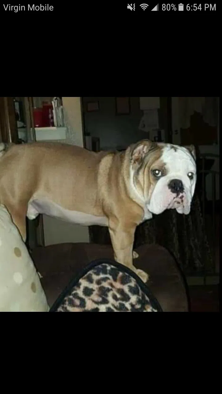 Lost dog in Des Moines, IA, 50315