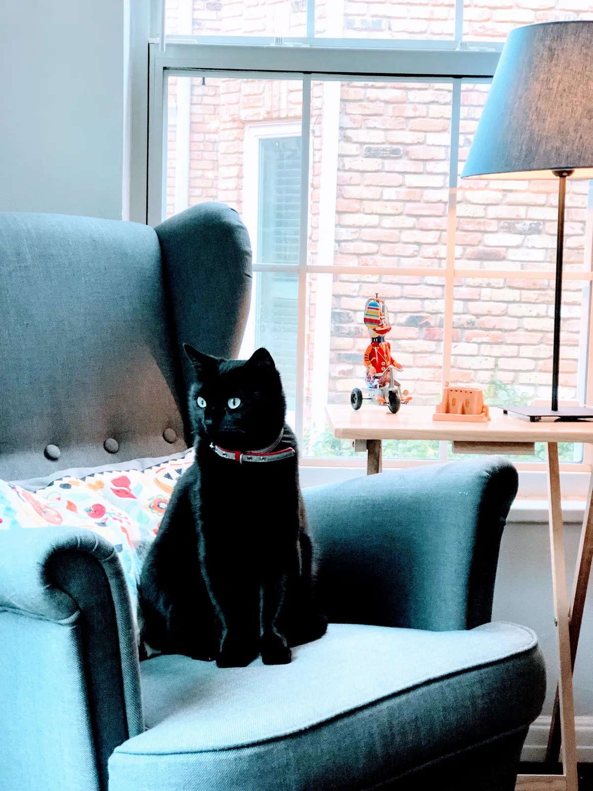 Lost cat in Dallas, TX, 75205