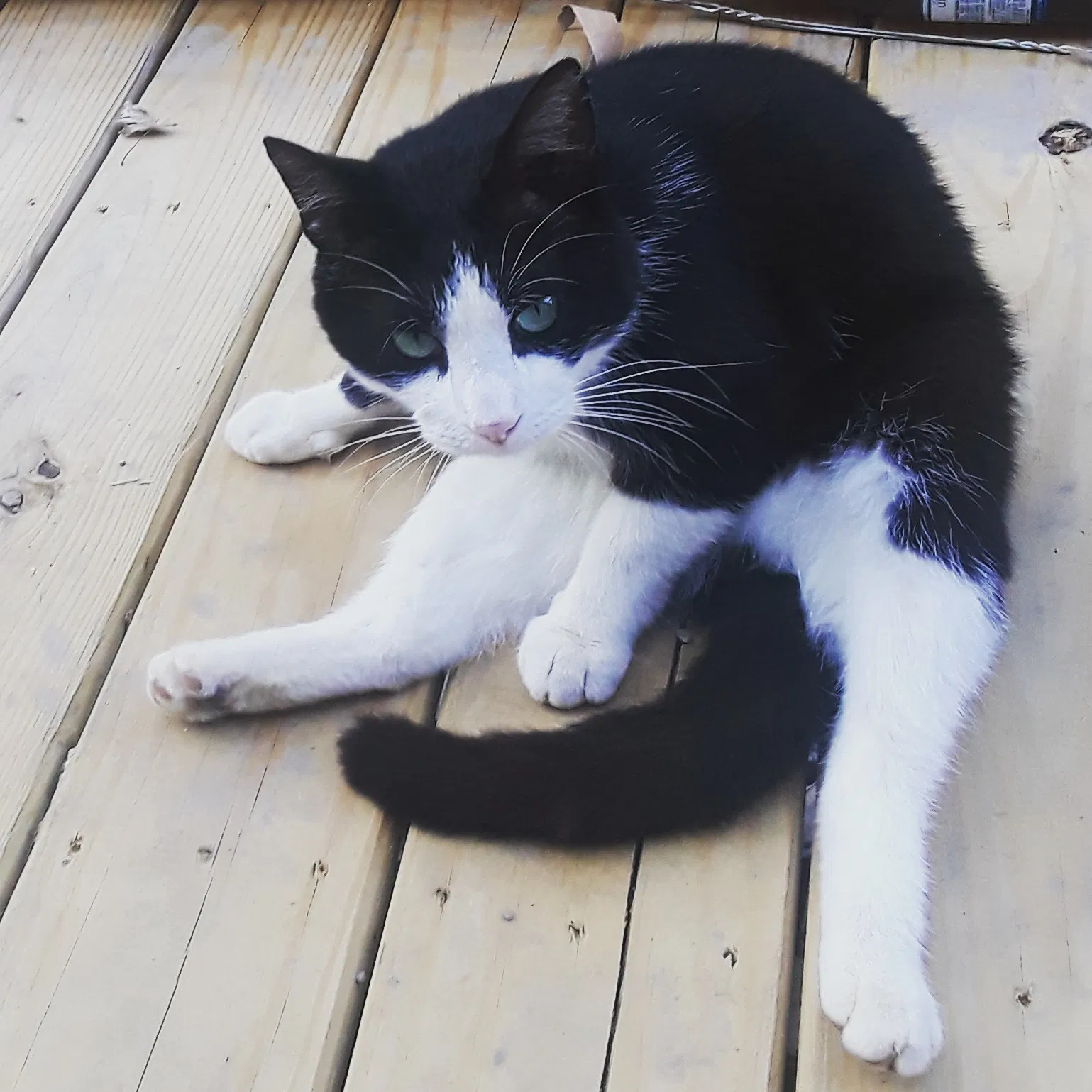 Lost cat in Ashland, KY, 41101