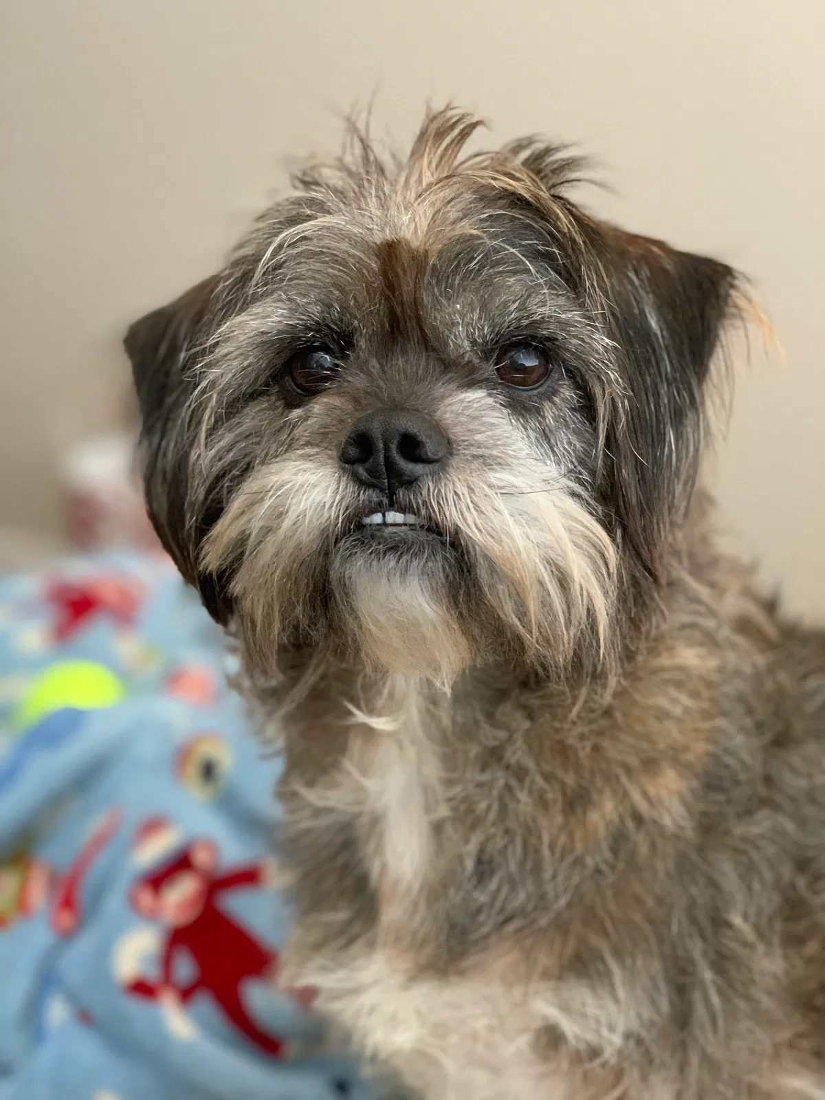Lost dog in Oakland, CA, 94610