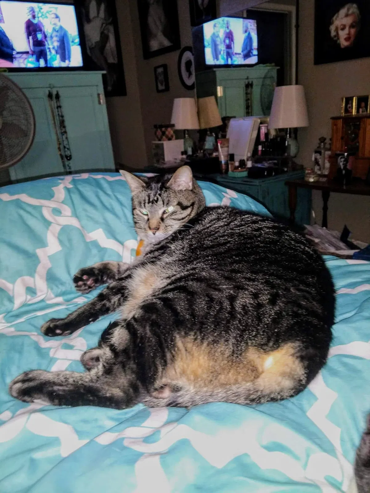 Lost cat in Richmond, TX, 77406