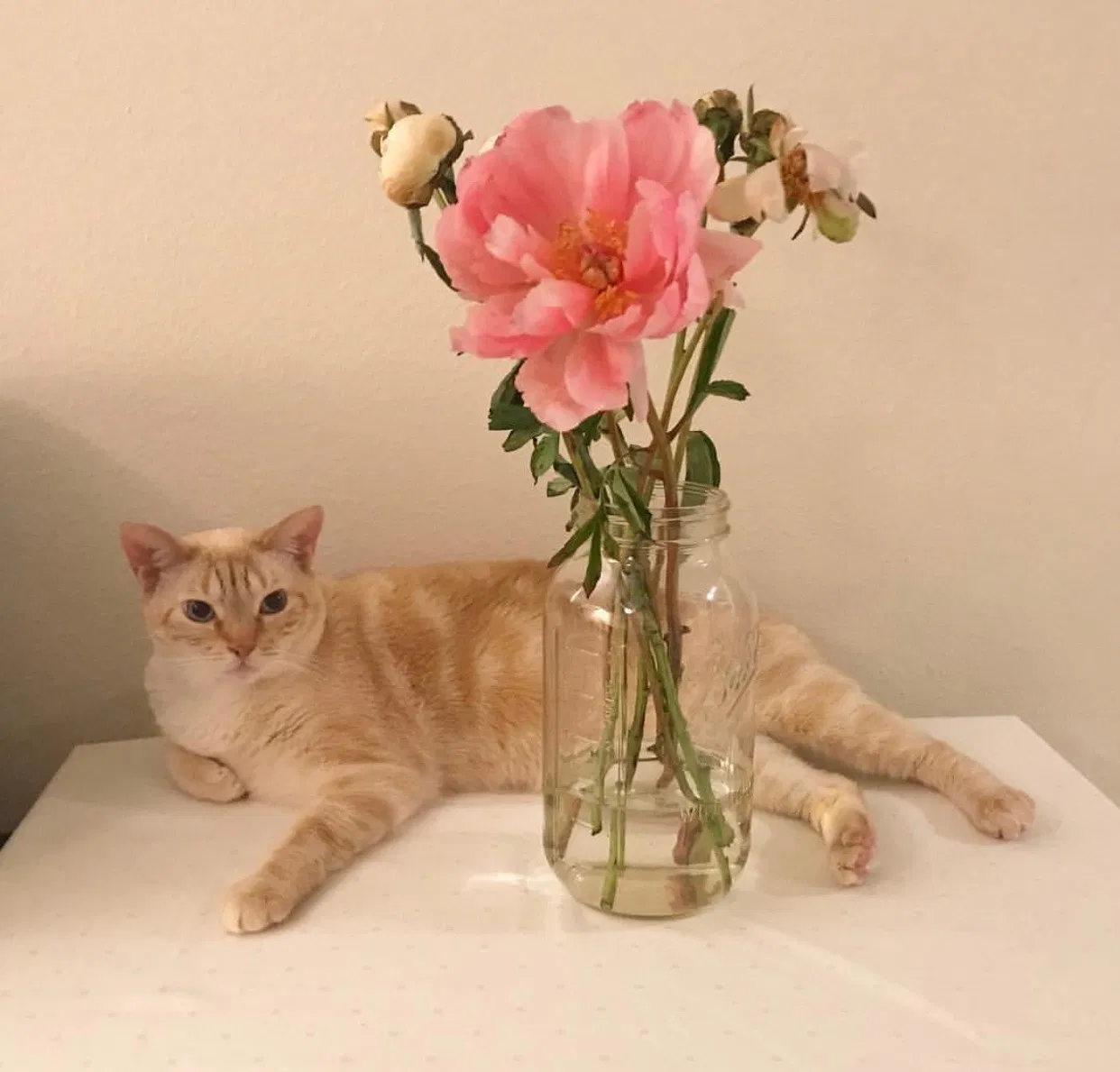 Lost cat in Huntington Beach, CA, 92648