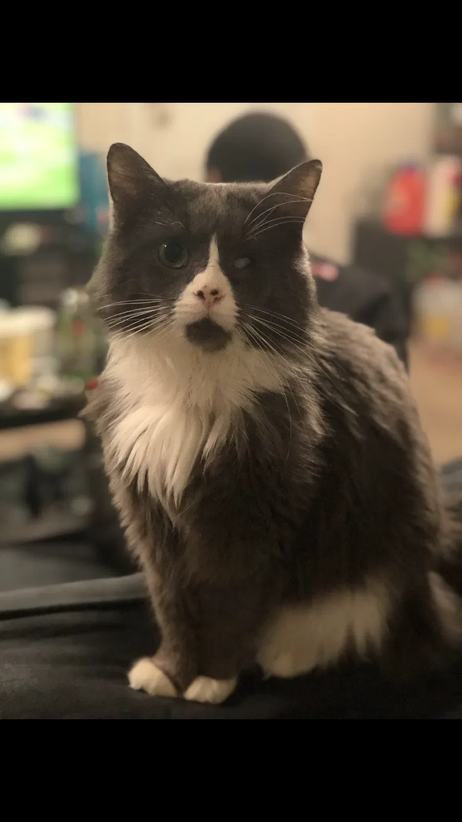 Lost cat in Chicago, IL, 60614